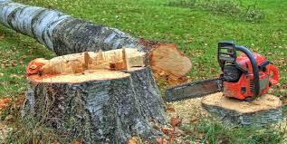 Best Tree Removal  in El Jon, CA