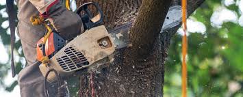 Best Storm Damage Tree Cleanup  in El Jon, CA