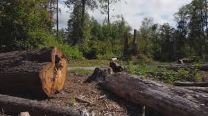 Best Tree Mulching  in El Jon, CA
