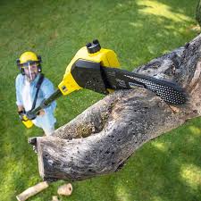 Best Emergency Tree Removal  in El Jon, CA