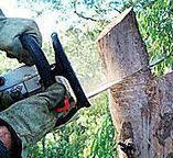 Best Tree Maintenance Programs  in El Jon, CA