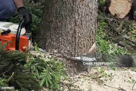 Trusted El Cajon, CA Tree Care Experts
