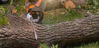 Best Root Management and Removal  in El Jon, CA