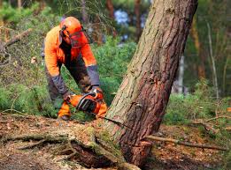 Best Arborist Consultation Services  in El Jon, CA