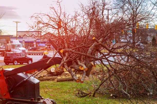 Best Utility Line Clearance  in El Jon, CA