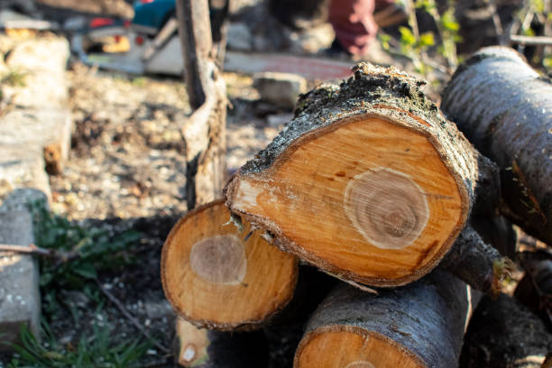 Best Aeration Services  in El Jon, CA