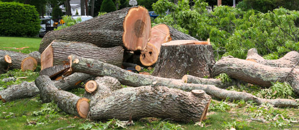 Best Tree Risk Assessment  in El Jon, CA