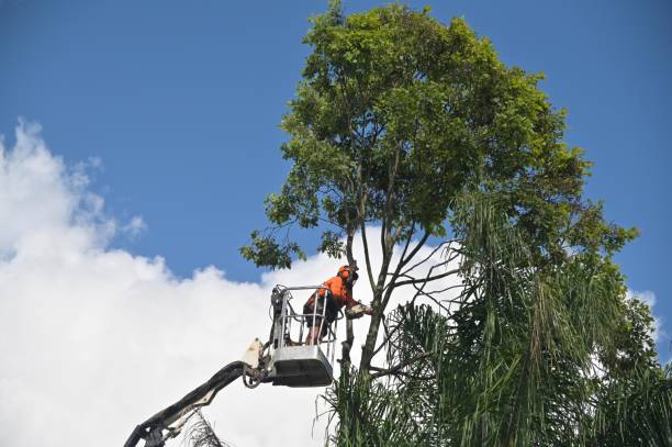 Lawn Watering Services in El Cajon, CA