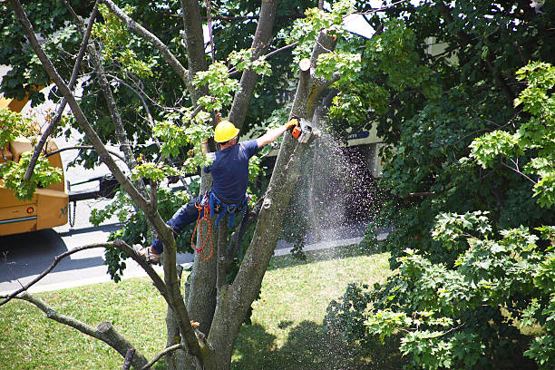 Best Hazardous Tree Removal  in El Jon, CA