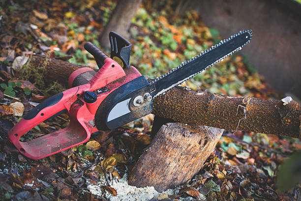 How Our Tree Care Process Works  in  El Cajon, CA